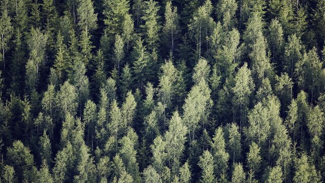 Forest, aerial view SMALL